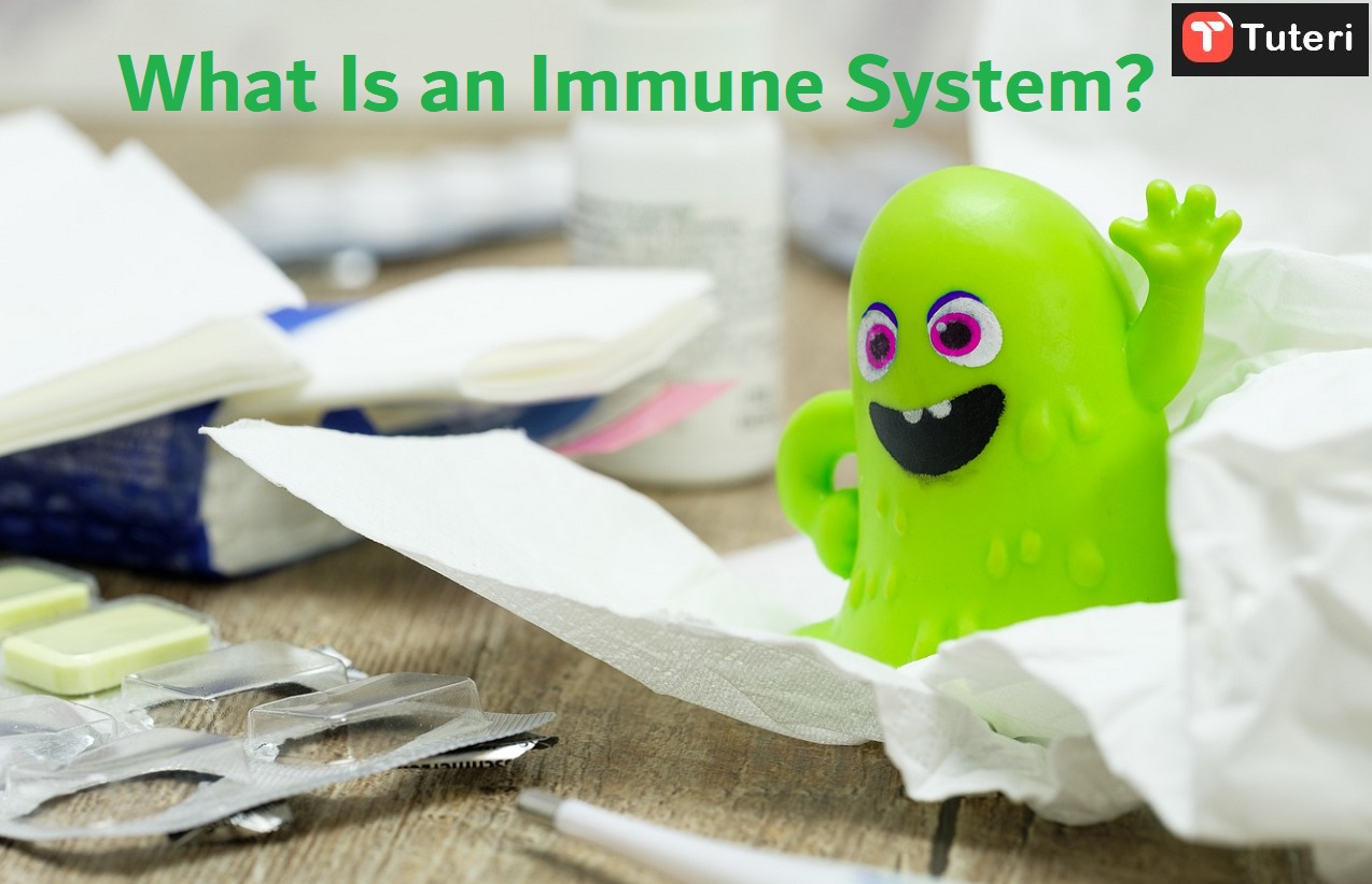 What Is an Immune System? What Are the Symptoms of a Weak Immune System?